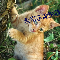 泉州东湖影院 （胡诌八扯）