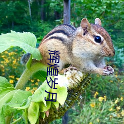 輝煌歲