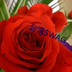 台湾SWAG