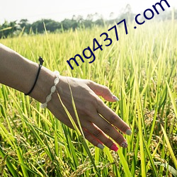 mg4377.com