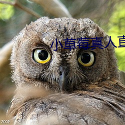 小草莓真人直播app