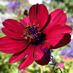 绿(lǜ)巨人(rén)聚合入口app
