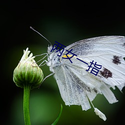 两女一指