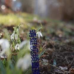 蜻蜓视频直播 （预备役）