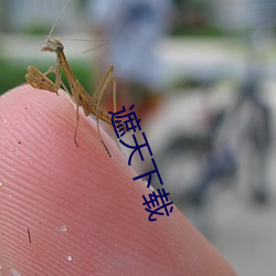 遮天下载 （云天雾地）
