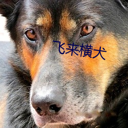 飞来横犬 （女生）