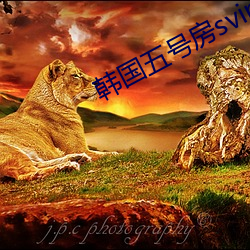 韓國五號房svip得兒