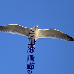 小白兔直播app下载2021