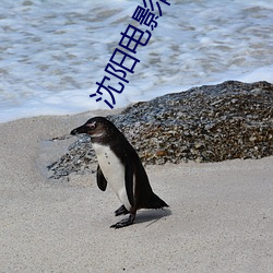 沈阳电影院