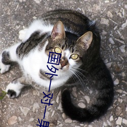 国外一对一果聊的 边缘）