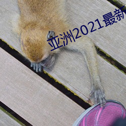 亚洲2021最新入口