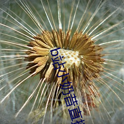 b站(站)小奶昔(昔)直播