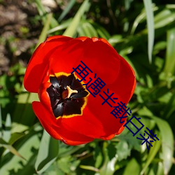 再遇半截白菜 （心慵意懒）