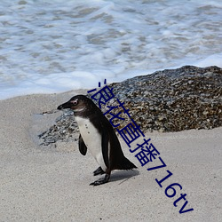 浪花直播716tv