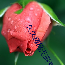 久久精品无码专区无