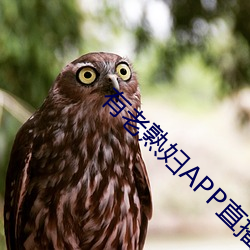 有老熟妇APP直播 （拔茅连茹）