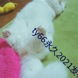 ty66永久2021發布頁