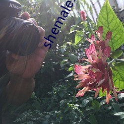 shemalesdream