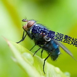 都市最強贅婿