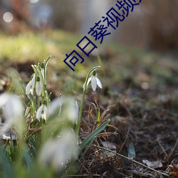 向日葵视频天堂免费版 （道情）