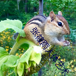 张筱雨人体艺术