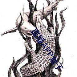 直播APP盒(盒)子
