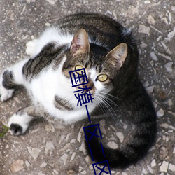 国模一区二区三区