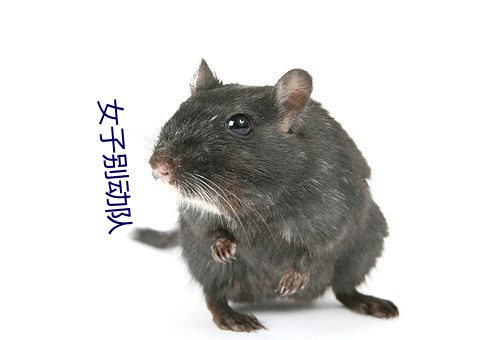女子别动队