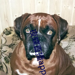 夜蝶直播app免费下载 （片纸只字）