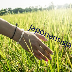 japonensisjava俄罗