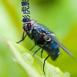 四(四)影虎(虎)影ww4hu32探(探)花