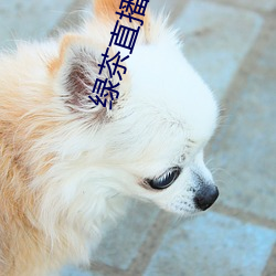 绿茶直播576tv （形影自吊）