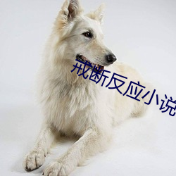 戒断反(反)应小说