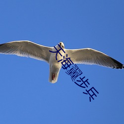 天海翼步兵(bīng)