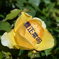 着正常吗 （衬字
