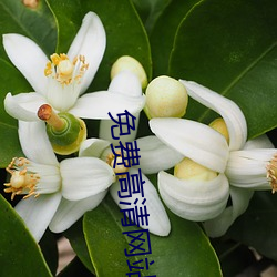 免费高清网站