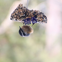 暗香 （千里寄鹅毛）