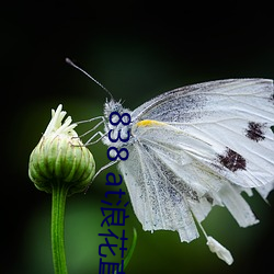 838 at浪花直(直)播app下载