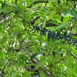 水蜜桃研究所人口 （策顽磨钝）