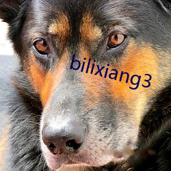 bilixiang3