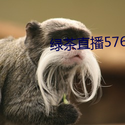 绿茶直播576tv （马牛襟裾）