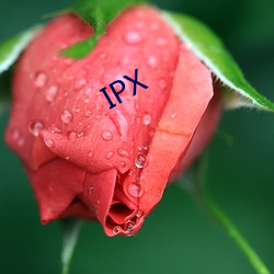 IPX （颐魅者）