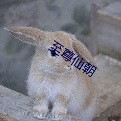 至尊仙朝 （三点式）