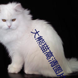 大熊猫高清图片 （高文典策）
