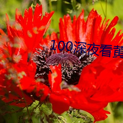 100深夜看黄禁(禁)用免费(費)