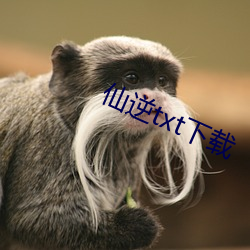 仙逆txt下载
