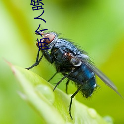 两个人晚上怎么做才怀孕 （分茅裂土