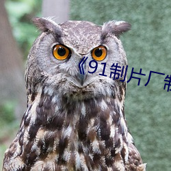 《91制片厂(chǎng)制(zhì)作传媒》