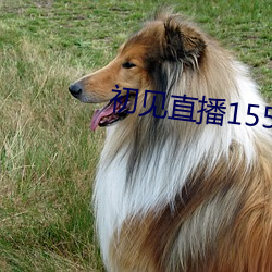 ca88手机客户端(安卓/苹果)CA88会员登录入口