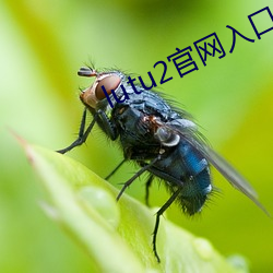 lutu2官网入口 （识涂老马）
